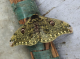 Documenting moths in the Darjeeling Himalaya for National Moth Week